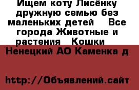 Ищем коту Лисёнку дружную семью без маленьких детей  - Все города Животные и растения » Кошки   . Ненецкий АО,Каменка д.